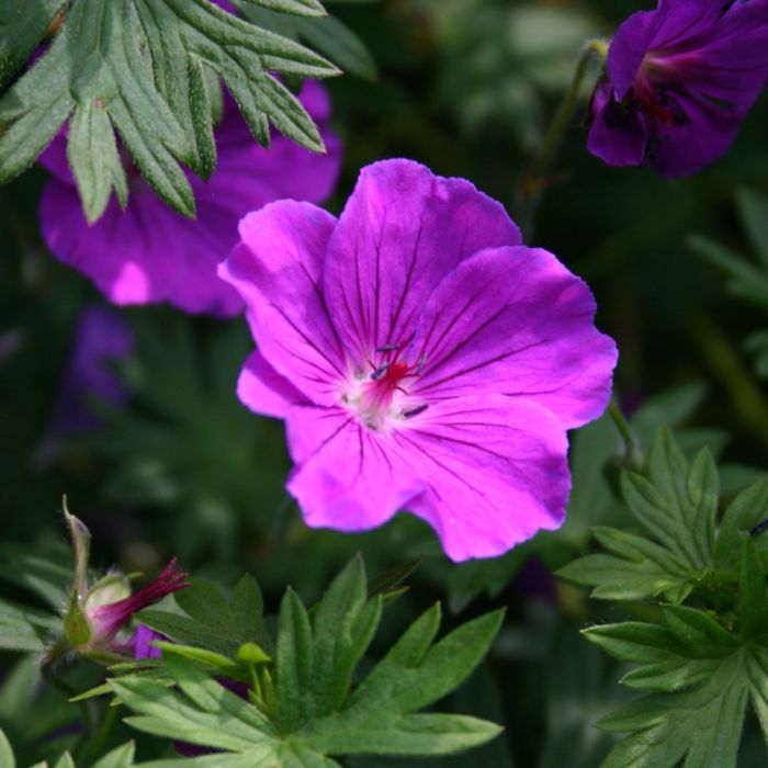 Blutroter\u0020Storchschnabel\u0020\u0028Geranium\u0020sanguineum\u0029\u0020TINY\u0020MONSTER