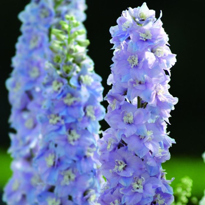 Rittersporn\u0020\u0028Delphinium\u00A0\u0029\u0020GUARDIAN\u0020F1\u0020Lavender