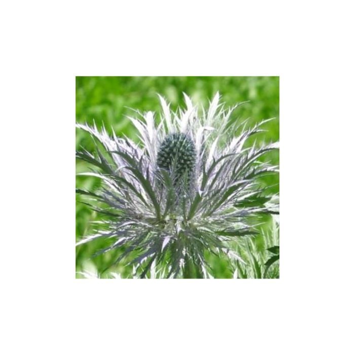 Alpen\u002DEdeldistel\u0020\u0028Eryngium\u0020alpinum\u0029\u0020Blue\u0020Star