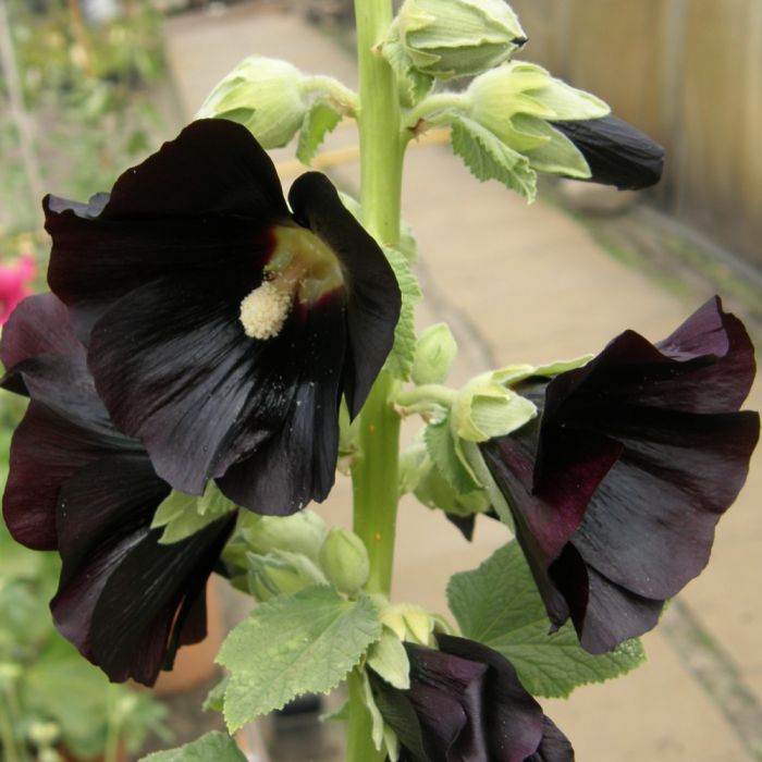 Stockrose\u0020\u0028Alcea\u0020rosea\u0020var\u0020nigra\u0029\u0020schwarz\u0020\u002F\u0020einfach