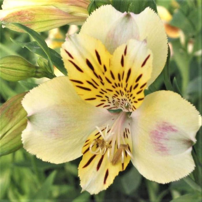 Hohe Inkalilie (Alstroemeria) Majestic Briançon