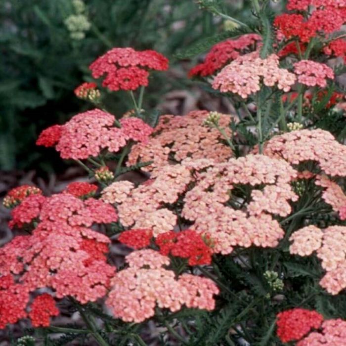 Schafgarbe\u0020\u0028Achillea\u0029\u0020Tutti\u0020Frutti\u0020Apricot\u0020Delight