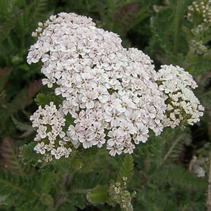 Schafgarbe\u0020\u0020\u0028Achillea\u0020fillipendula\u0029\u0020Heinrich\u0020Vogeler