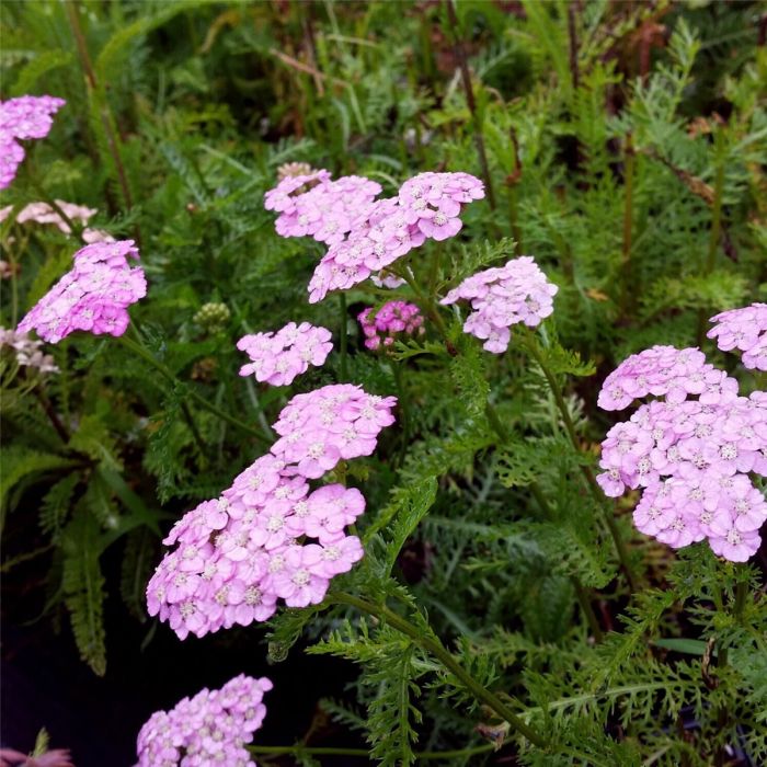 Schafgarbe\u0020\u0028Achillea\u0020millefolium\u0029\u0020Appleblossom