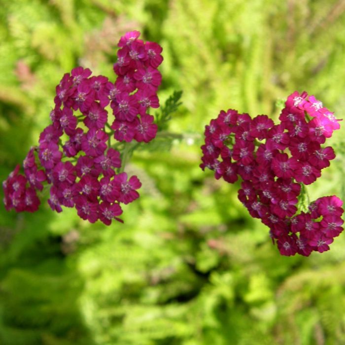 Schafgarbe\u0020\u0020\u0028Achillea\u0020millefolium\u0029\u0020Kirschk\u00F6nigin\u0020\u002F\u0020Cerise\u0020Queen