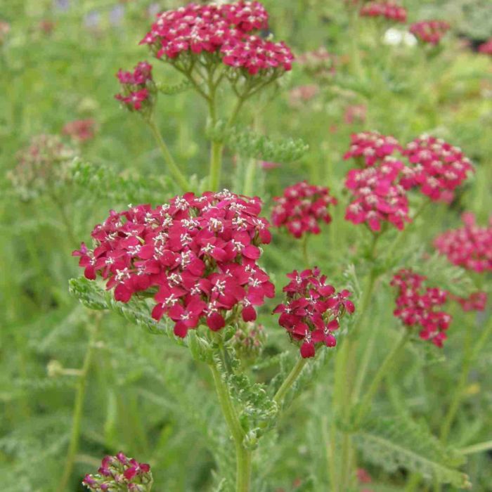 Schafgarbe\u0020\u0020\u0028Achillea\u0020millefolium\u0029\u0020Kirschk\u00F6nigin\u0020\u002F\u0020Cerise\u0020Queen