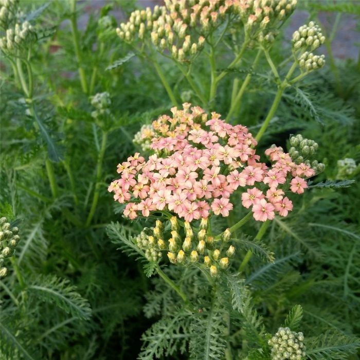 Schafgarbe\u0020\u0028Achillea\u0020millefolium\u0029\u0020Lachssch\u00F6nheit