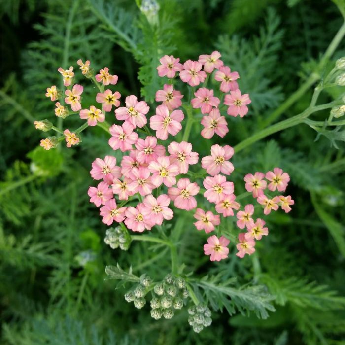 Schafgarbe\u0020\u0028Achillea\u0020millefolium\u0029\u0020Lachssch\u00F6nheit