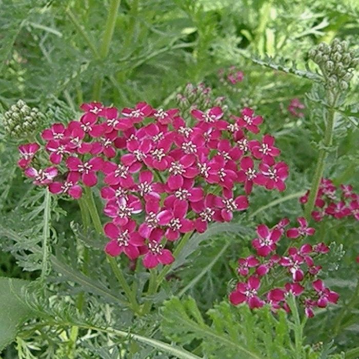 Schafgarbe\u0020\u0020\u0028Achillea\u0020millefolium\u0029\u0020Sammetriese\u00A0