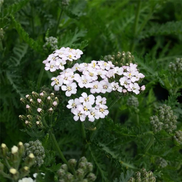 Schafgarbe\u0020\u0028Achillea\u0020millefolium\u0029\u0020Schneetaler