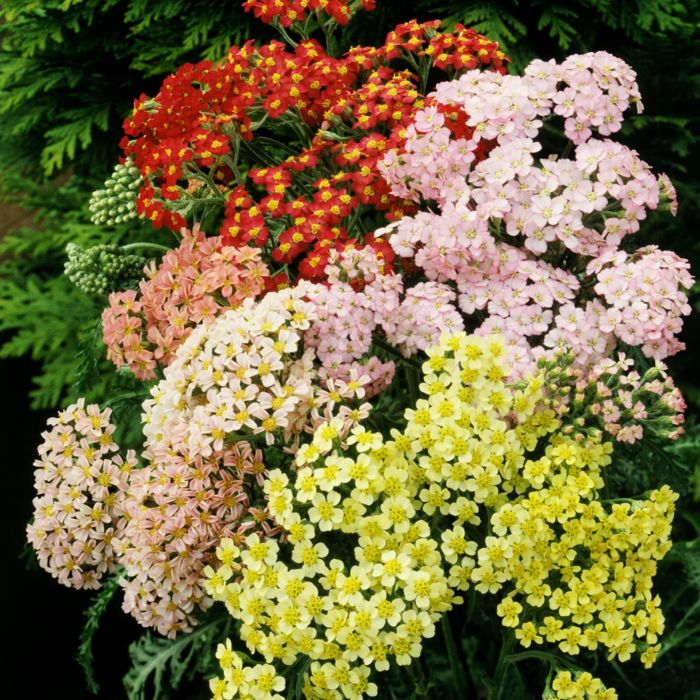 Schafgarbe\u0020\u0028Achillea\u0020millefolium\u0029\u0020Summer\u0020Pastels