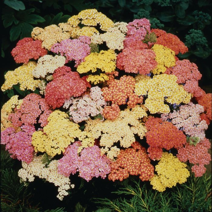 Schafgarbe\u0020\u0028Achillea\u0020millefolium\u0029\u0020Summer\u0020Pastels