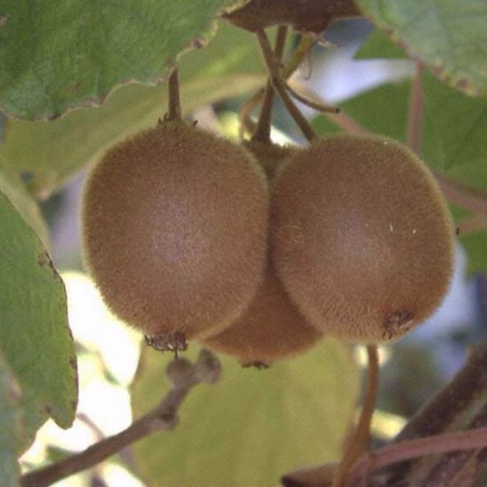 Weibliche\u0020Kiwi\u0020\u0028Actinidia\u0020deliciosa\u0029\u0020Hayward