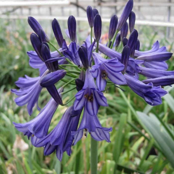 Schmucklilie\u0020\u0028Agapanthus\u0020praecox\u0029\u0020Black\u0020Pantha