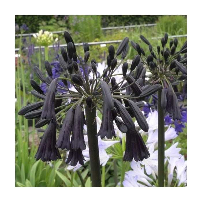 Schmucklilie\u0020\u0028Agapanthus\u0029\u0020Black\u0020Magic