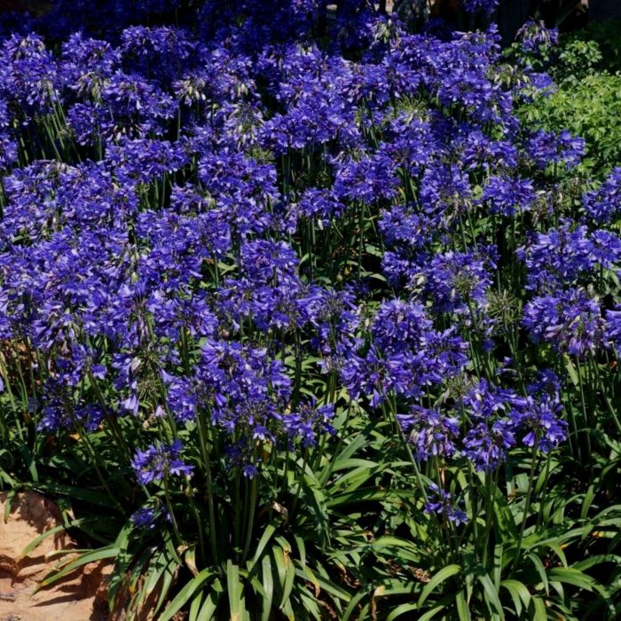 Schmuck\u002DLilie\u0020\u0028Agapanthus\u0029\u0020Ever\u0020Sapphire