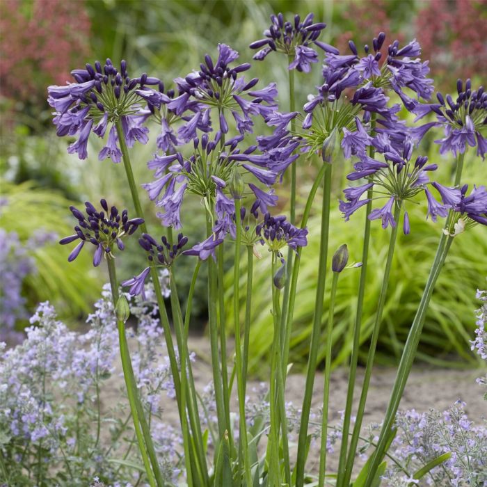 Schmucklilie\u0020\u0028Agapanthus\u0029\u0020Poppin\u0020Purple