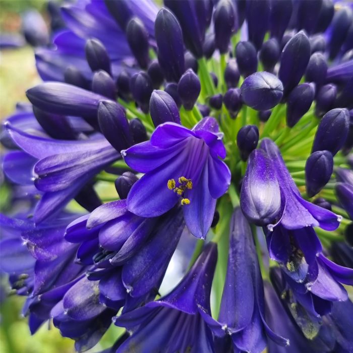 Schmucklilie\u0020\u0028Agapanthus\u0029\u0020Midnight\u0020Sky