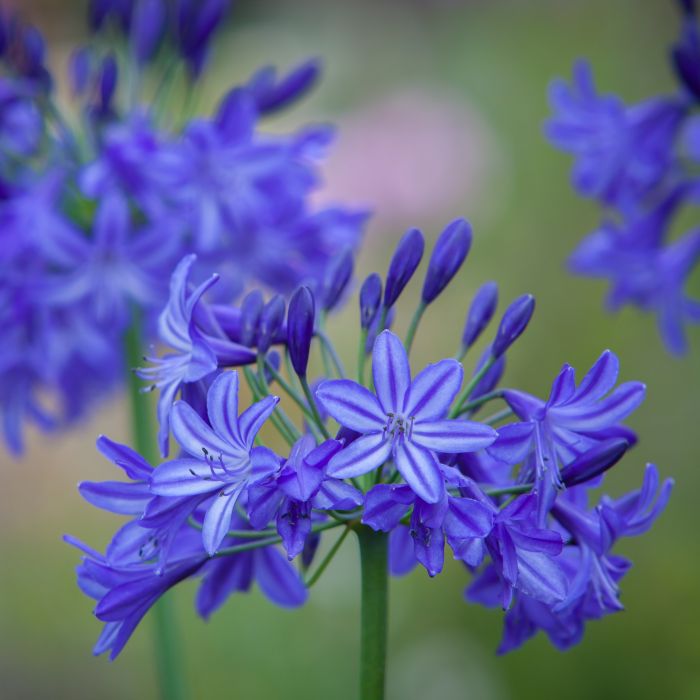 Schmuck\u002DLilie\u0020\u0028Agapanthus\u0029\u0020Northern\u0020Star