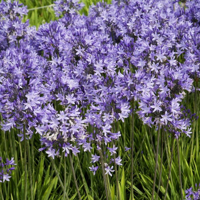 Schmucklilie\u0020\u0028Agapanthus\u0029\u0020Pretty\u0020Sandy