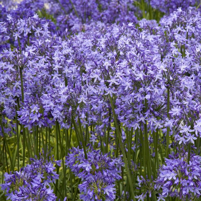 Schmucklilie\u0020\u0028Agapanthus\u0029\u0020Pretty\u0020Sandy