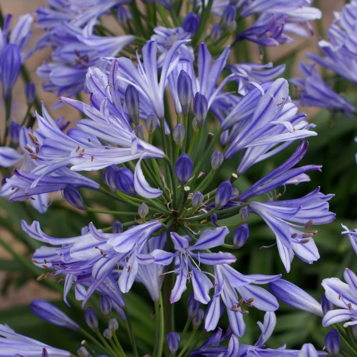 Zwerg\u002DSchmucklilie\u0020\u0028Agapanthus\u0020africanus\u0029\u0020Charlotte