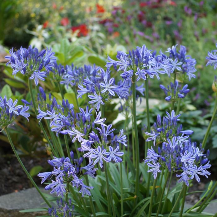 Zwerg\u002DSchmucklilie\u0020\u0028Agapanthus\u0020africanus\u0029\u0020Charlotte