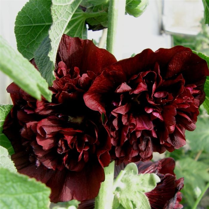 Stockrose\u0020\u0028Alcea\u0020rosea\u0020plena\u0029\u0020CHATERS\u0020Kastanienbraun