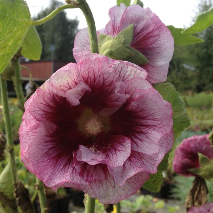 Stockrose\u0020\u0028Alcea\u0020rosea\u0029\u0020Cr\u00E8me\u0020de\u0020Cassis