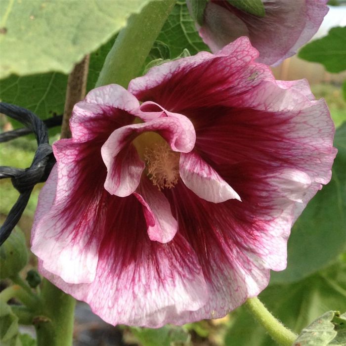 Stockrose\u0020\u0028Alcea\u0020rosea\u0029\u0020Cr\u00E8me\u0020de\u0020Cassis