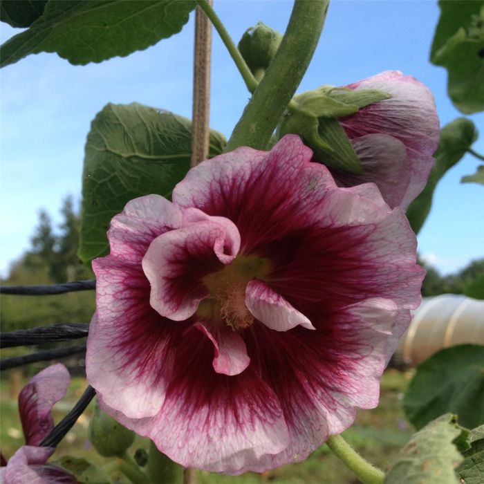 Stockrose\u0020\u0028Alcea\u0020rosea\u0029\u0020Cr\u00E8me\u0020de\u0020Cassis