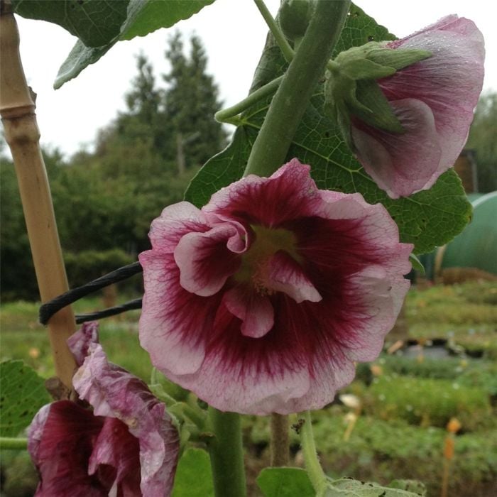 Stockrose\u0020\u0028Alcea\u0020rosea\u0029\u0020Cr\u00E8me\u0020de\u0020Cassis