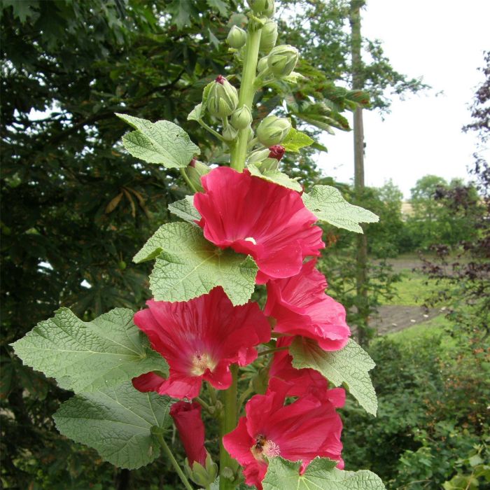 Stockrose\u0020\u0028Alcea\u0020rosea\u0020\u0029\u0020rot\u0020\u002F\u0020pink\u0020einfach