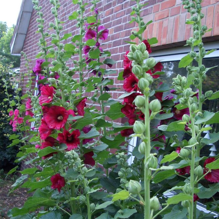 Stockrose\u0020\u0028Alcea\u0020rosea\u0020\u0029\u0020rot\u0020\u002F\u0020pink\u0020einfach