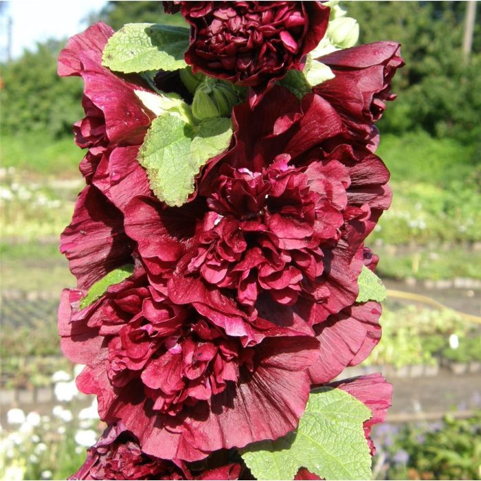 Stockrose\u0020\u0028Alcea\u0020rosea\u0020plena\u0029\u0020CHATERS\u0020Purple