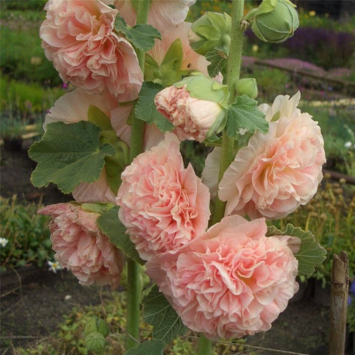 Stockrose\u0020\u0028Alcea\u0020rosea\u0020plena\u0029\u0020CHATERS\u0020Chamois