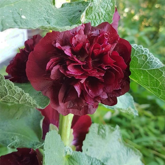 Stockrose\u0020\u0028Alcea\u0020rosea\u0020plena\u0029\u0020CHATERS\u0020Kastanienbraun