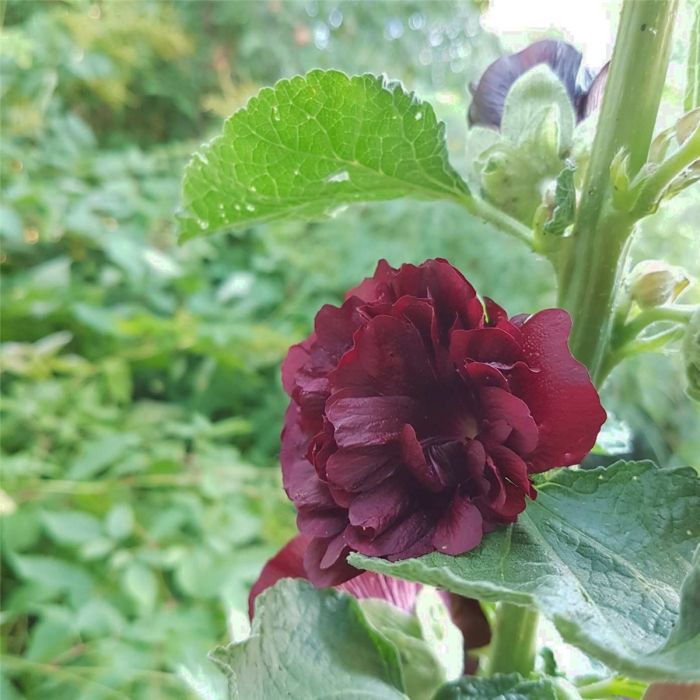 Stockrose\u0020\u0028Alcea\u0020rosea\u0020plena\u0029\u0020CHATERS\u0020Kastanienbraun