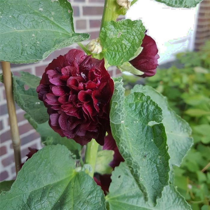 Stockrose\u0020\u0028Alcea\u0020rosea\u0020plena\u0029\u0020CHATERS\u0020Kastanienbraun