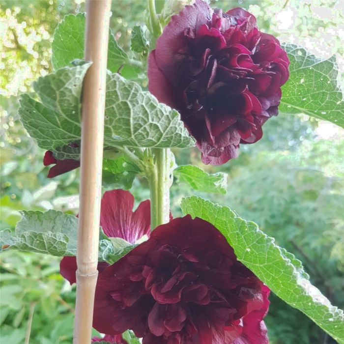 Stockrose\u0020\u0028Alcea\u0020rosea\u0020plena\u0029\u0020CHATERS\u0020Kastanienbraun