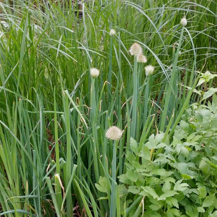 Winterheckenzwiebel\u0020\u0028Allium\u0020fistulosum\u0029\u0020