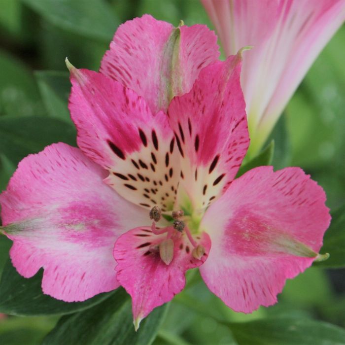 Inkalilie (Alstroemeria) Rosie