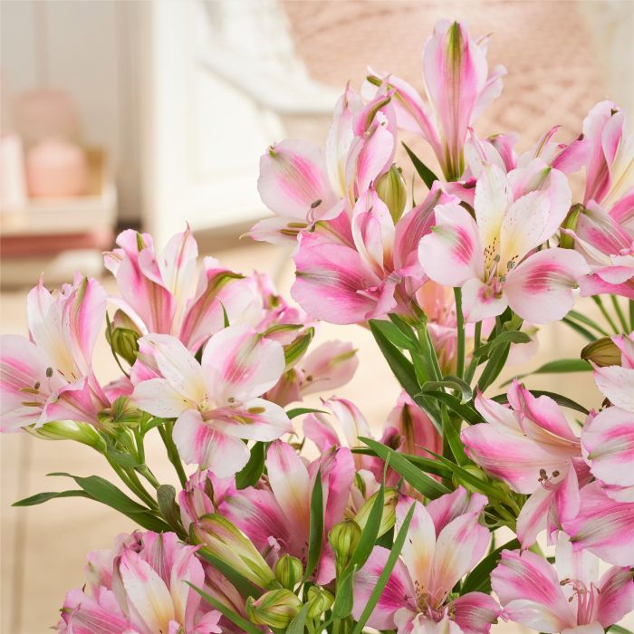 Inkalilie (Alstroemeria) Duchess Emilie