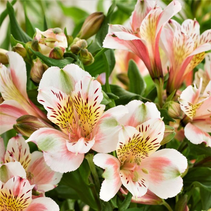Inkalilie (Alstroemeria) Duke Jean