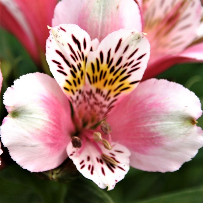 Inkalilie (Alstroemeria) Duke William