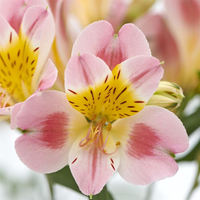 Hohe\u0020Inkalilie\u0020\u0028Alstroemeria\u0020hybrid\u0029\u0020Colorita\u00AE\u0020Garden\u0020Jewels\u0020Peaches