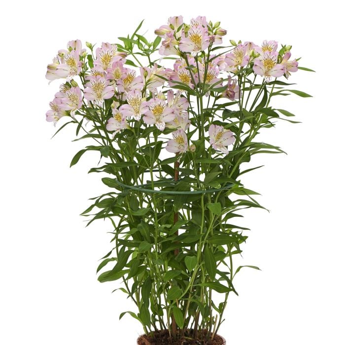 Hohe\u0020Inkalilie\u0020\u0028Alstroemeria\u0020hybrid\u0029\u0020Colorita\u00AE\u0020Garden\u0020Jewels\u0020Pink