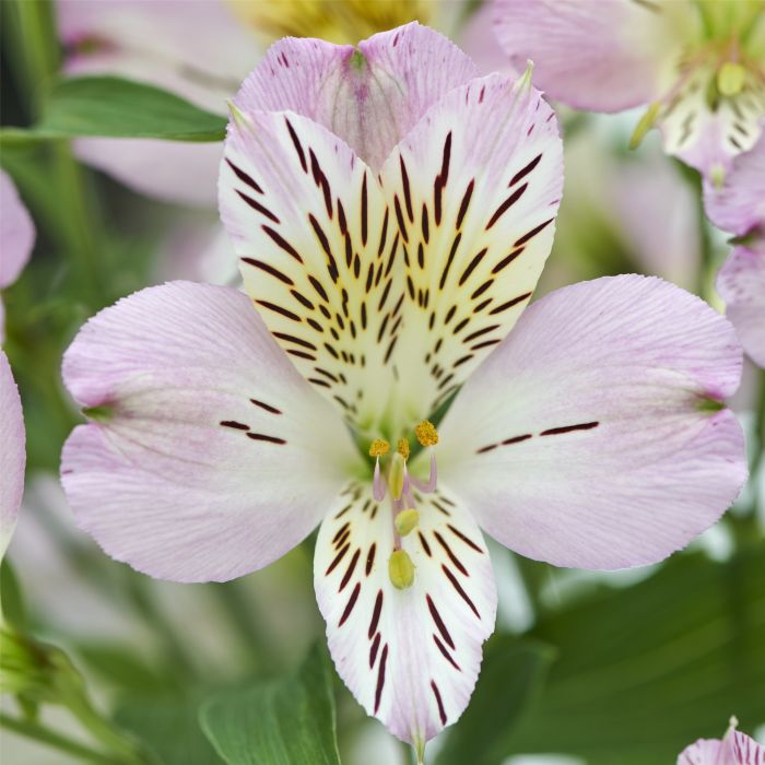 Hohe\u0020Inkalilie\u0020\u0028Alstroemeria\u0020hybrid\u0029\u0020Colorita\u00AE\u0020Garden\u0020Jewels\u0020Pink