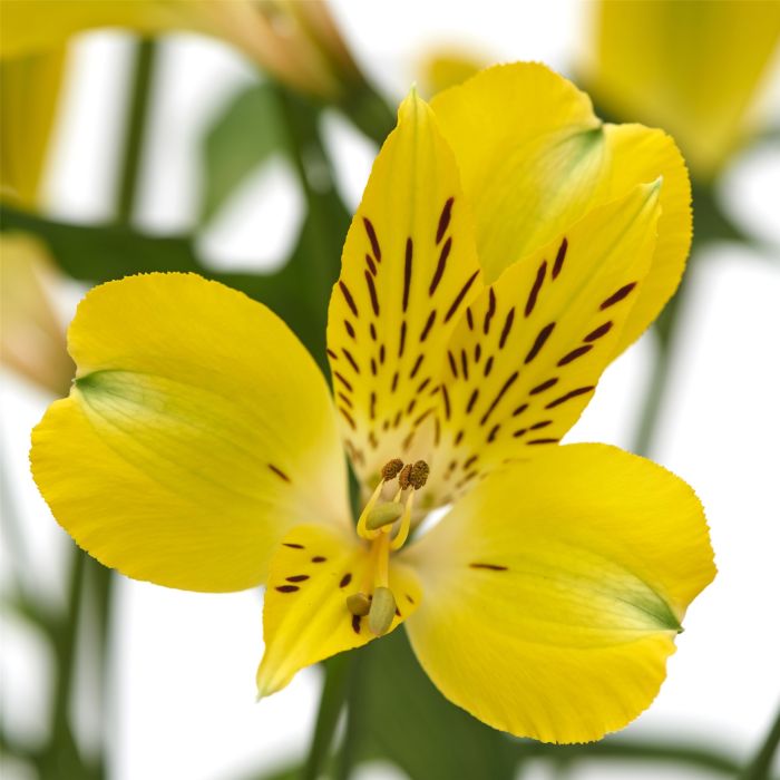 Hohe\u0020Inkalilie\u0020\u0028Alstroemeria\u0020hybrid\u0029\u0020Colorita\u00AE\u0020Garden\u0020Jewels\u0020Yellow