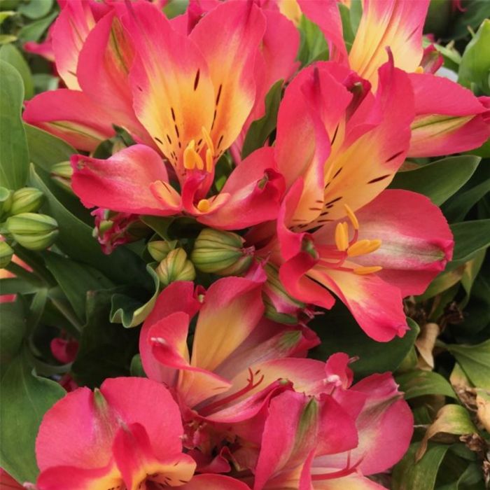 Inkalilie\u0020\u0028Alstroemeria\u0029\u0020LITTLE\u0020MISS\u0020Candy